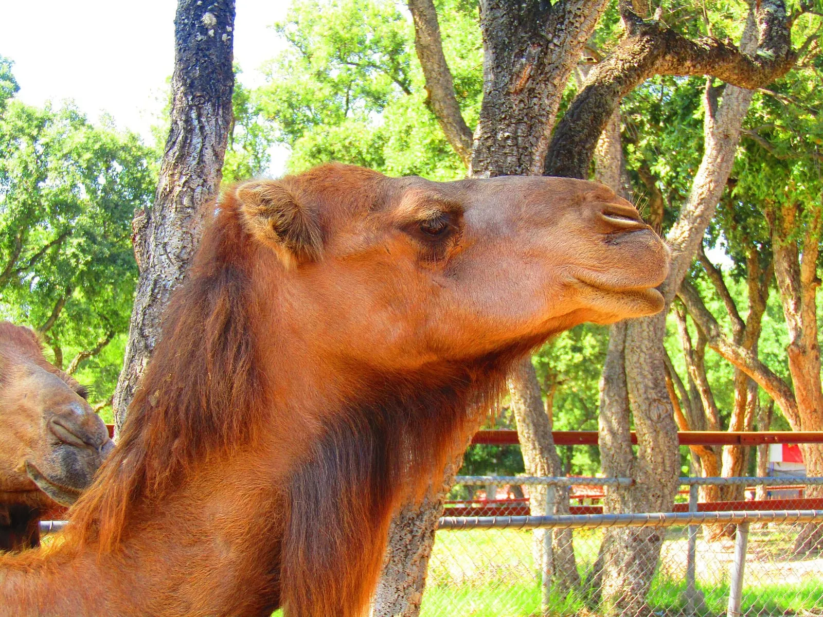 Un chameau, l'un des animaux présentés lors de la journée