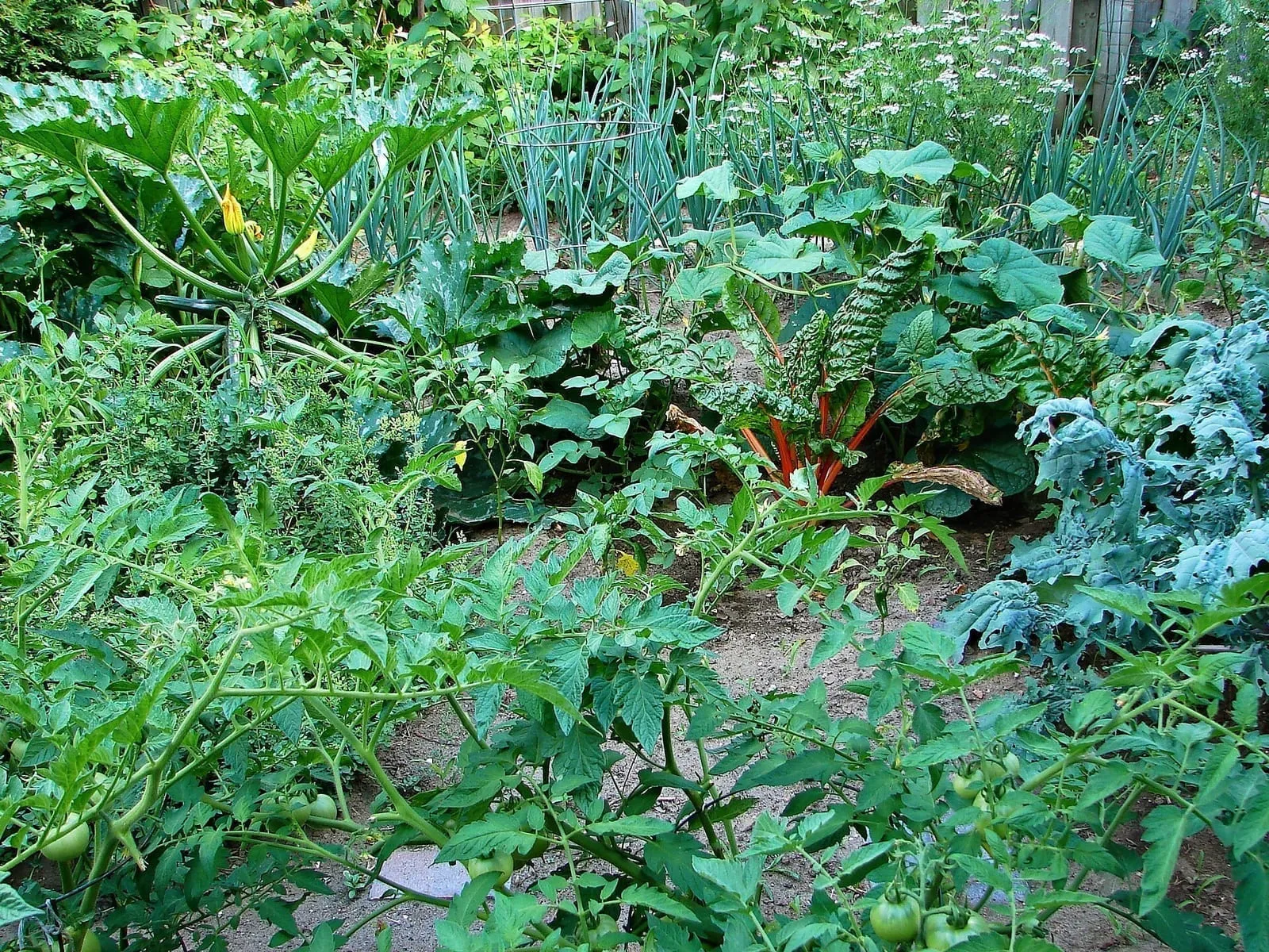 Un potager en pleine production, entre rangs de légumes